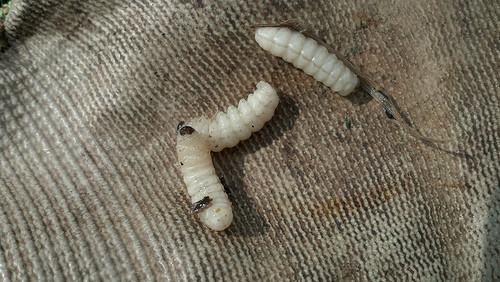 Squash Vine Borer Larvae
