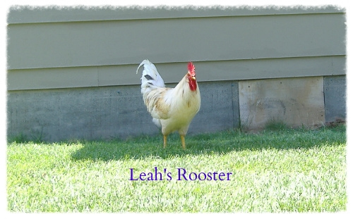 Leah's rooster