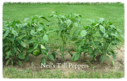 Neil's Tall Peppers