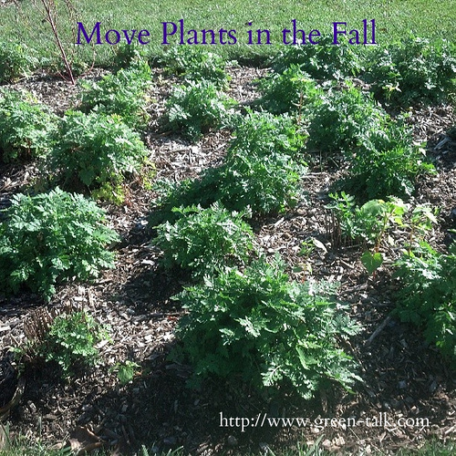 Move plants in the Fall