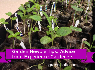 Garden Tips for Beginners