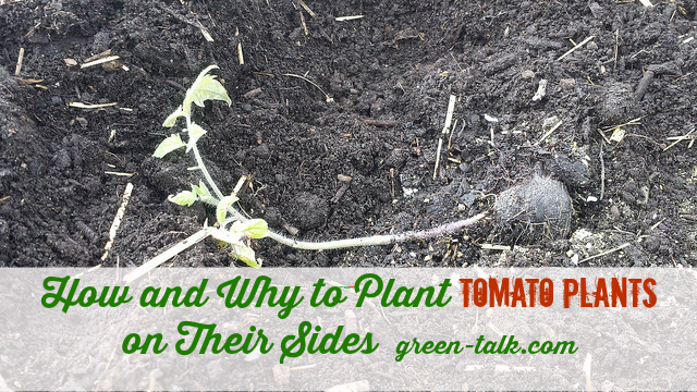 How to Plant Tomato Plants on their sides
