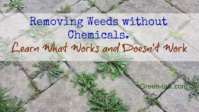 Natural Weed Killers Learn What Works Green Talk,Pesto Cream Sauce Recipe
