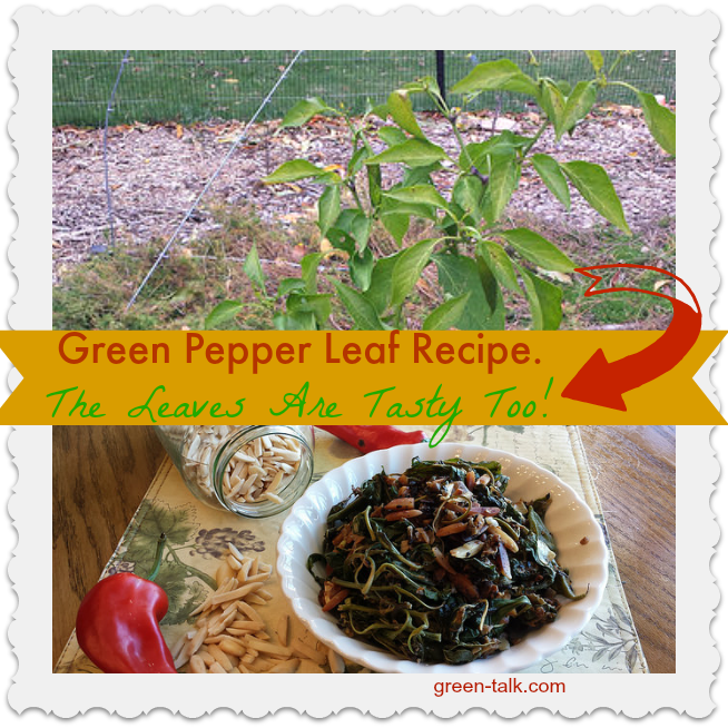 Green Pepper Leaf Recipe