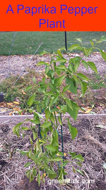 paprika pepper plant