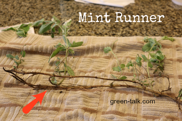 how to plant mint