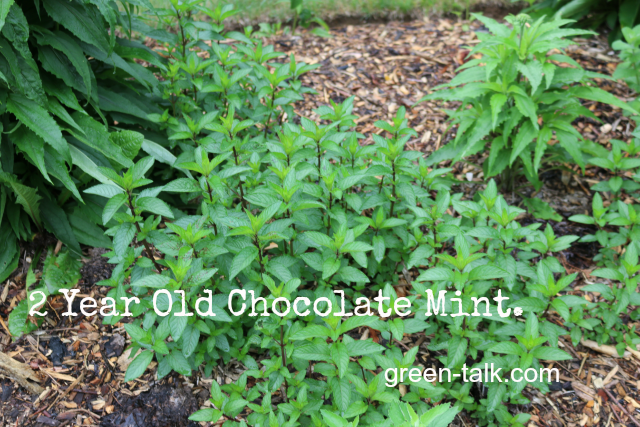 how to plant mint chocolate mint