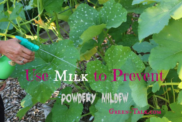 powdery mildew spray with milk