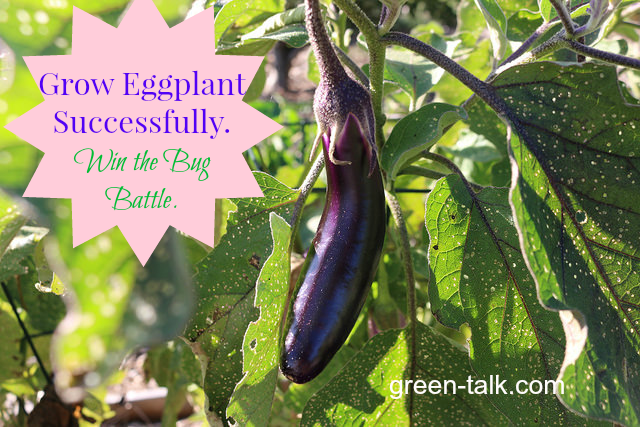 grow eggplant