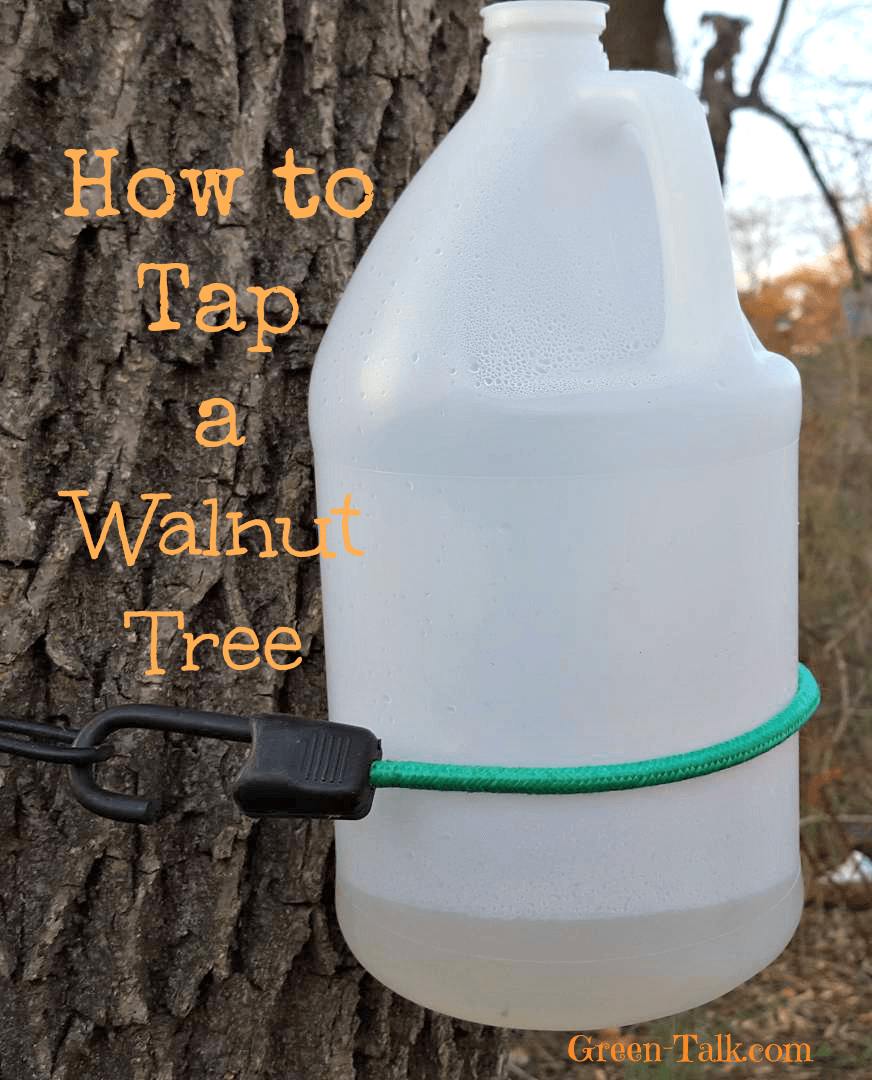 How to tap a walnut tree