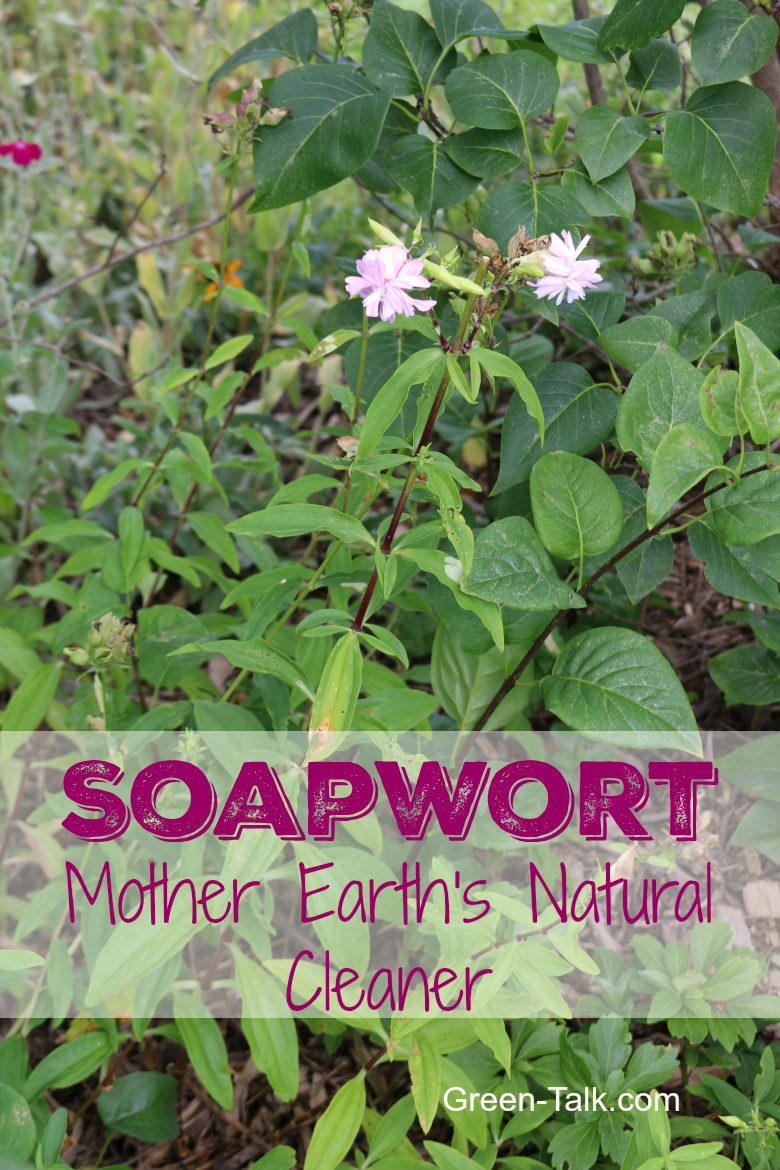 soapwort, the natural herb cleaner