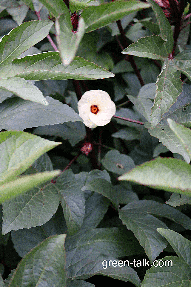 how to grow hibiscus tea