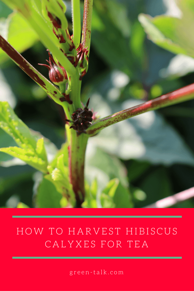 how to harvest hibiscus calyxes