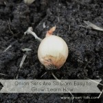 Onion Sets. How to Grow