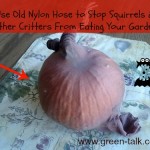 Nylon Hose Stop critters from eating your garden