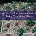 Young Plant Protection