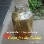 fermenting cucumbers