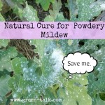 Natural cure of Powdery Mildew