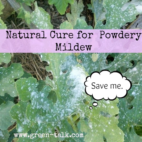 Natural Cure For Powdery Mildew Garlic