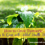 How to Grow Turmeric