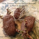Cutting Potato Seed in the Garden
