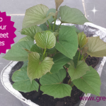 How to Grow Sweet Potatoes
