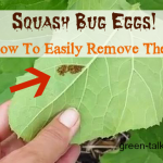 squash bug egg removal made easy