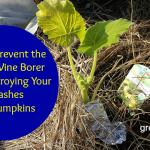 Squash Vine Borer Preventer