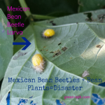 Mexican Bean Beetle Destroy Beans