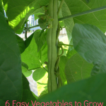 Easy Vegetables to Grow