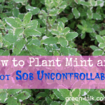 how to plant mint