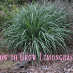How to grow lemongrass