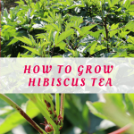 How to grow hibiscus tea