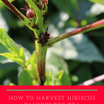 how to harvest hibiscus calyxes