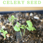 How to germinate celery seed
