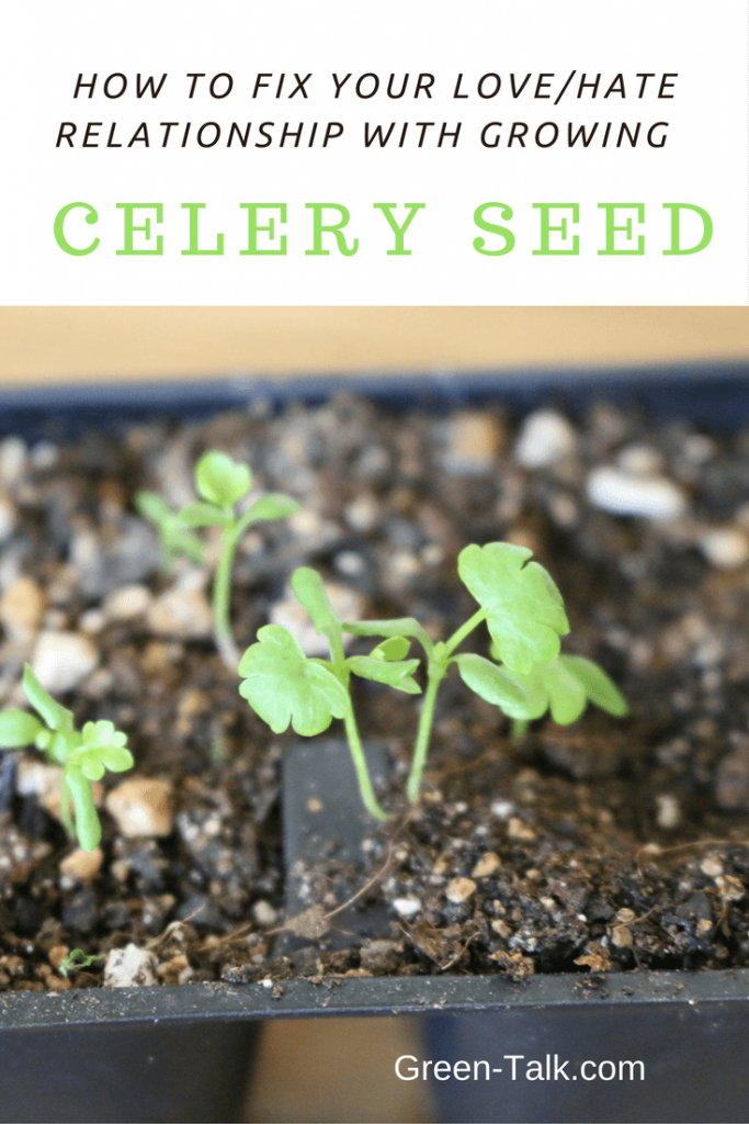 How to Germinate Celery Seeds. Fix that Love/Hate Relationship. Green