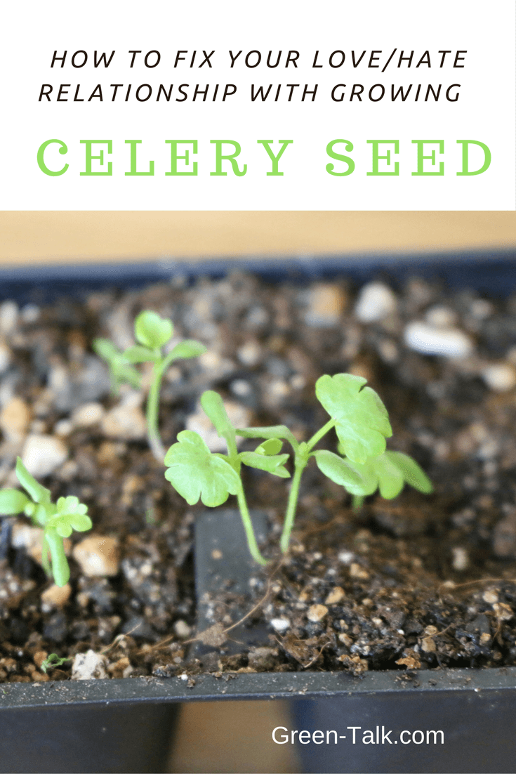 How to germinate celery seeds