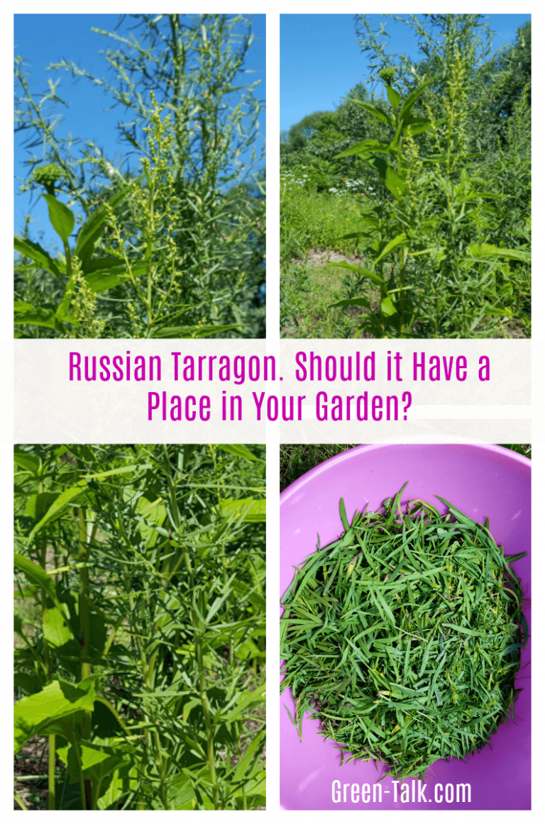 Russian Tarragon. Should it Have a Place in Your Garden? Green Talk®