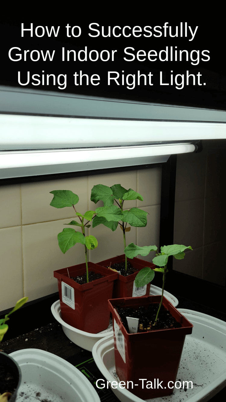 lighting for growing seeds