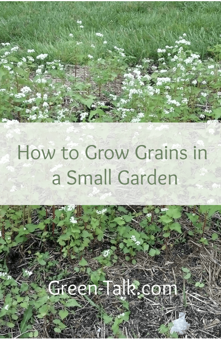 How to grow grains in a small garden